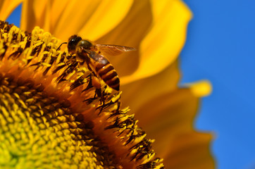 Obraz premium Honey bee perch on sunflower