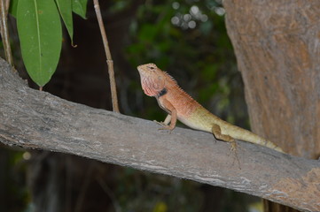 Brown chameleon perched on a branch in the garden