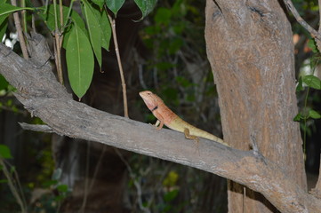 Brown chameleon perched on a branch in the garden