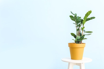 Green houseplant on table against light background