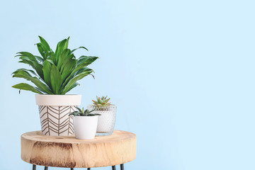 Green houseplants on table against light color background