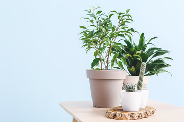 Green houseplants on table against light color background