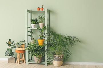 Green houseplants in interior of room
