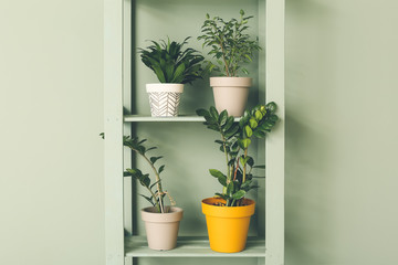 Green houseplants on shelf unit near color wall