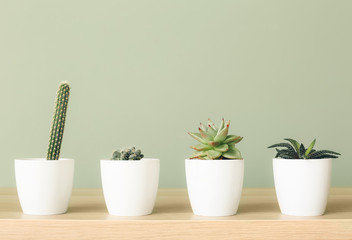 Different green houseplants on table