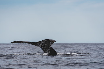 Close up of the tail of an Humpback whale, at Pacific ocean at Los Cabos, Mexico