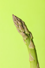 Fresh asparagus on color background