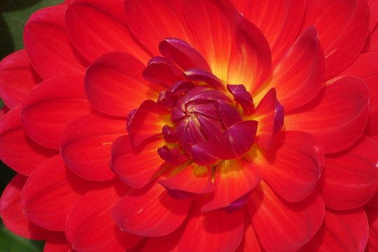 Macro Shot Of Red Flower