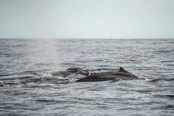Fototapeta premium Close up of the back of an Gray Whale, at Pacific ocean of Los Cabos, Mexico