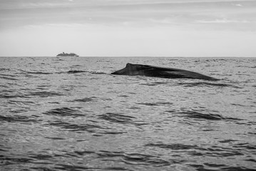 Fototapeta premium Los Cabos, Mexico - 2020 Whale watching season in Los Cabos is usually set each year by the Secretariat of Environment and Natural Resources as being from early-to mid-December to about mid-April