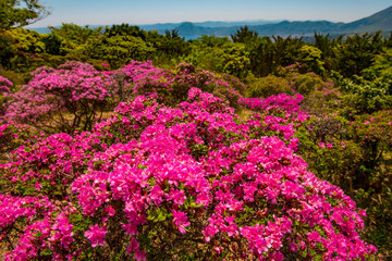 経塚山のミヤマキリシマ