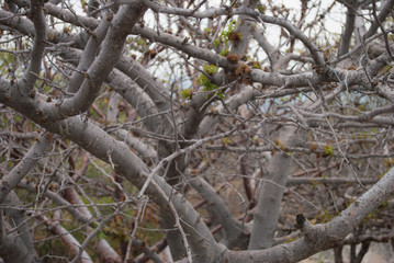 Dry branches Close up 