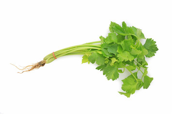 Fresh celery bunch isolated over white background