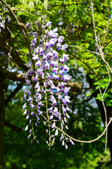 Purple colored wisteria flowers on vine