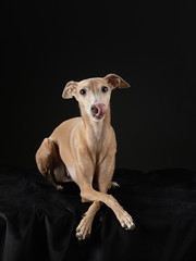 dog on black. Italian greyhound. Art photo of a pet in the studio