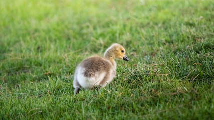 Cute Adorable Canadian Gosling