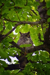 Owl Closeup, Great horned owl, Bubo virginianus in a chestnut tree with big eyes blinking and winking in Provo Utah early spring, United States. USA.