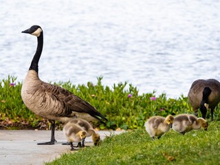 canada goose family