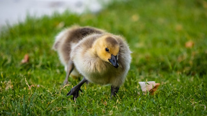 Cute Adorable Canadian Gosling