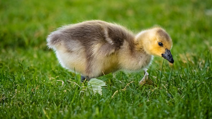 Cute Adorable Canadian Gosling