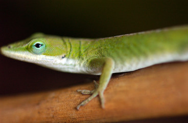 Fototapeta premium Lizard