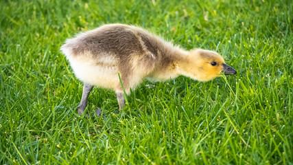 Cute Adorable Canadian Gosling