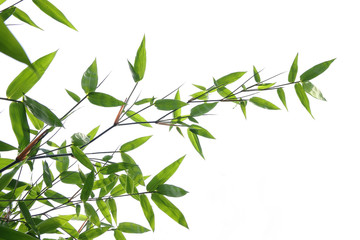 Abstract Bamboo leaves object isolated on white