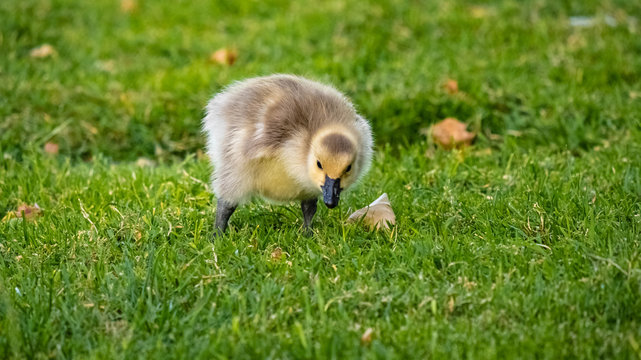 Cute Adorable Canadian Gosling