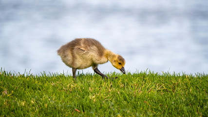 Cute Adorable Canadian Gosling