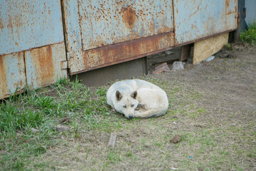 the dog is curled up on the street. A stray animal is warming itself. Culling of dogs suffering from rabies