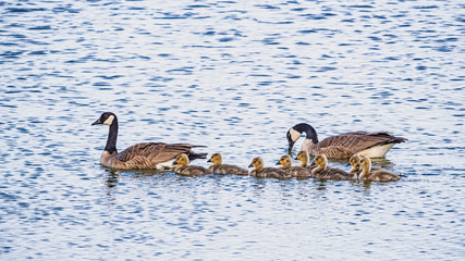 canada goose family