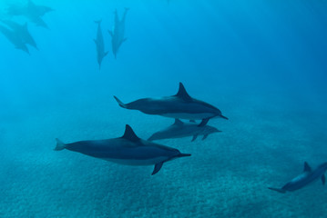 Hawaiian Spin Dolphins