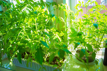 tomato seedlings on the windowsill. potted plant. Spring planting