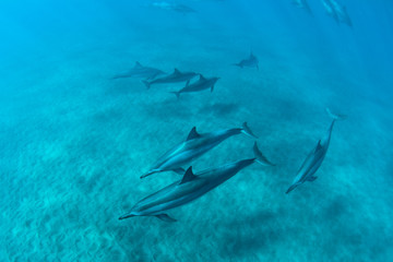 Hawaiian Spin Dolphins