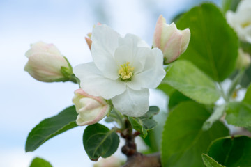 White-pink flowers and unblown buds of an apple tree on a background of blue sky close-up. Macro.
