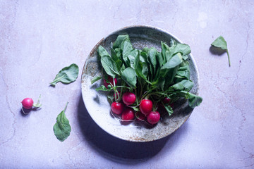 A bunch of freshly harvested red baby radishes on a plate by the window in a dark room