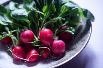 A bunch of freshly harvested red baby radishes on a plate by the window in a dark room