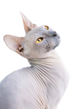 Sphynx Hairless Cat with yellow eyes on isolated white background.