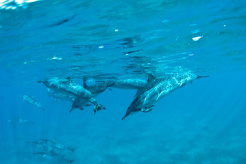 Hawaiian Spin Dolphins