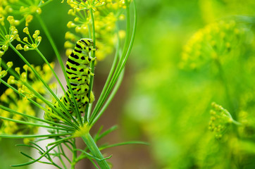Сaterpillar of Papilio Machaon crawls on a fresh green dill in the garden. Caterpillar eats fragrant dill. Dill is a garden plant. Butterfly is known as the common yellow swallowtail.