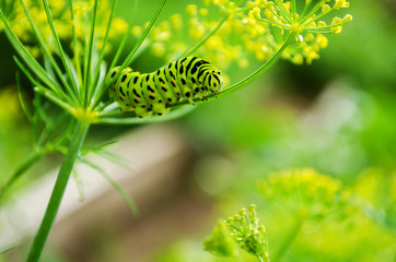 Catpillar of Papilio Machaon crawls on a fresh green dill in the garden. Caterpillar eats fragrant dill. Butterfly is known as the common yellow swallowtail.