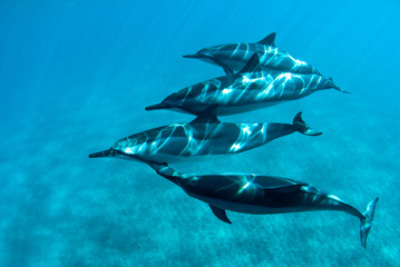 Hawaiian Spin Dolphins