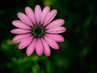 Obraz premium pink daisy flower