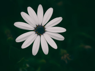 white daisy flower