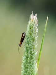 Tiny Insects