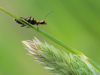 Tiny Insects