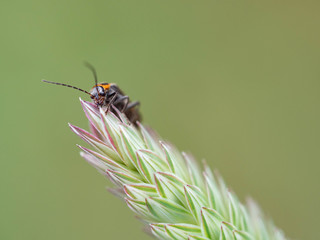 Tiny Insects