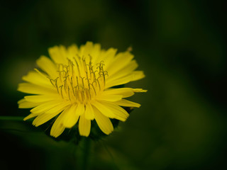 yellow flower in the garden