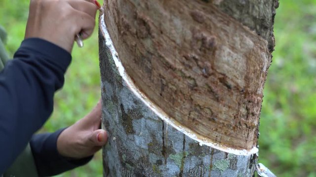 Farmer scratches a rubber tree to release the liquid from the bark on a plantation close to the city of Banyuwangi in East Java, Indonesia