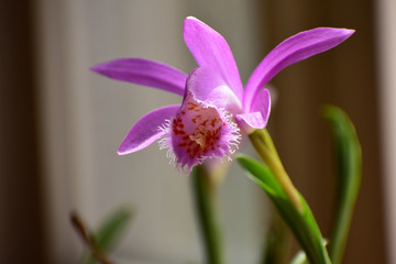 Obraz premium タイリントキソウの花